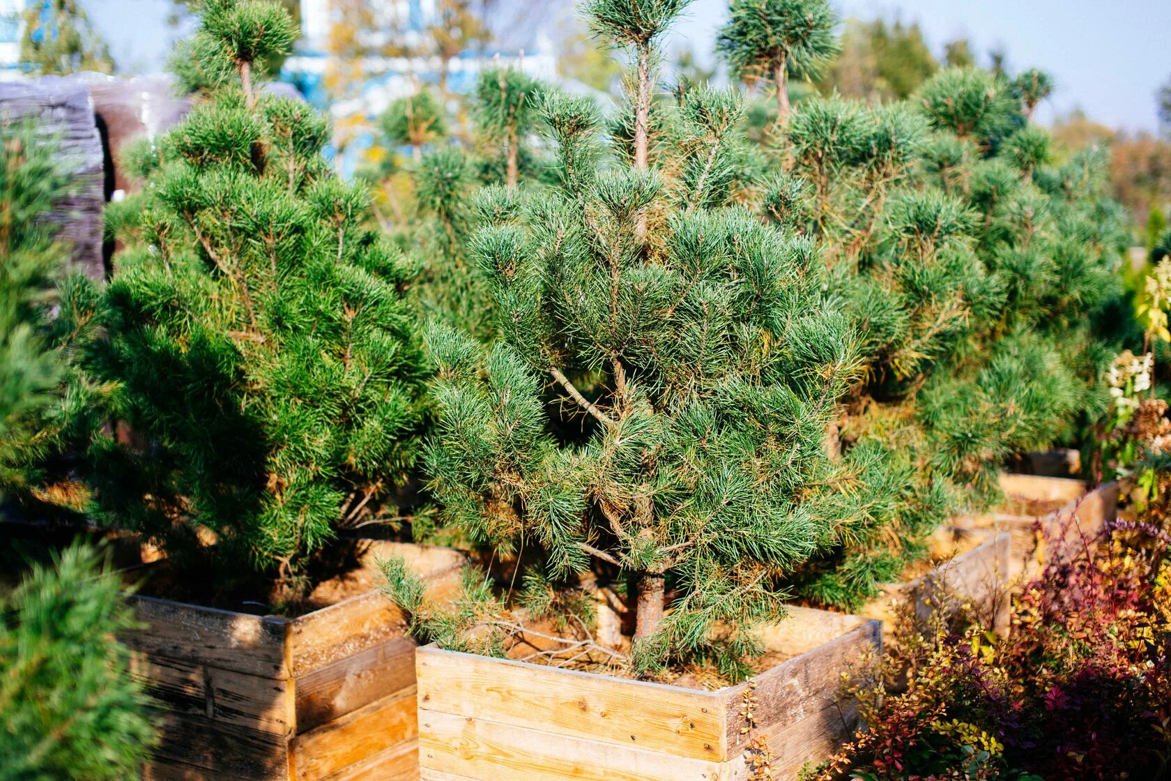 Хвойные ru. Сосна обыкновенная габитус. 1. Сосна обыкновенная (Pinus Sylvestris):. Сосна Кедровая Сибирская Сибирский кедр сеянец. Сеянцы сосны обыкновенной.