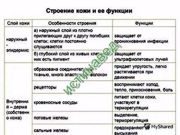 Функции кожи таблица 8 класс биология. Слои кожи строение и функции таблица. Таблица строение клэожи. Слой кожи функции таблица. Таблица по строение кожди.