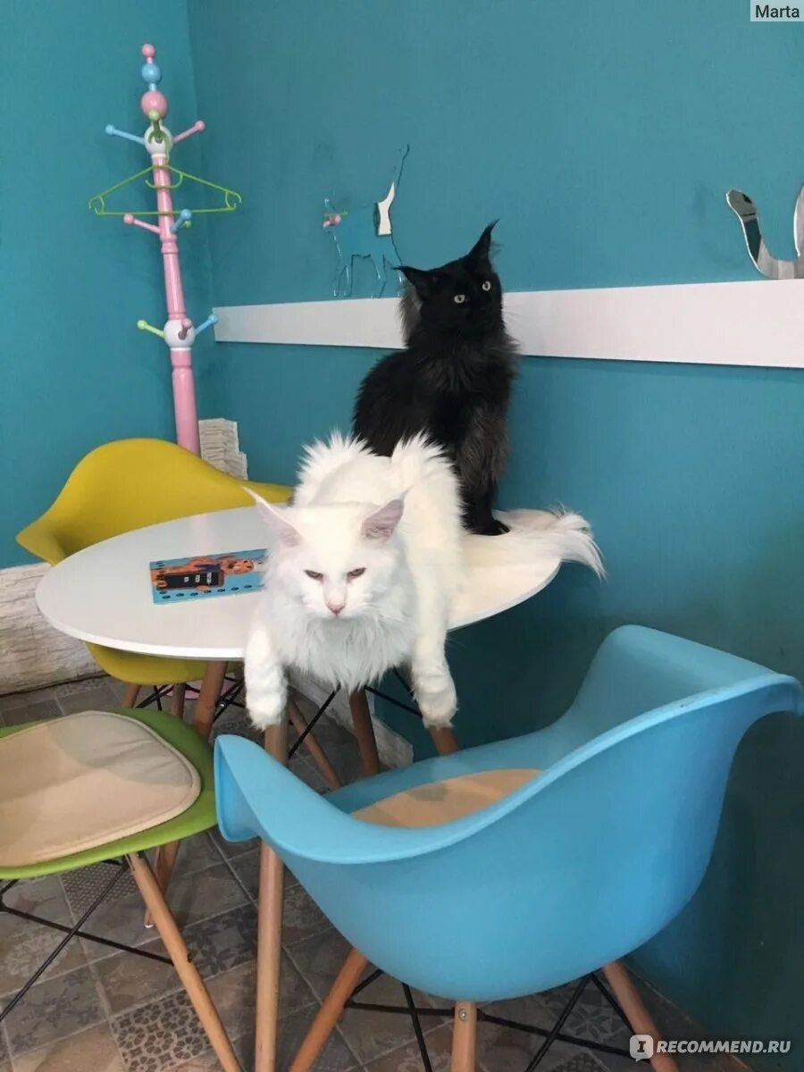 Котомания скандинавский бульвар. Котомания москва. Антикафе с котиками москва. Котомания кафе. Котомания скандинавский бульвар.