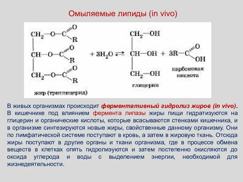 Гидролиз жиров ферменты