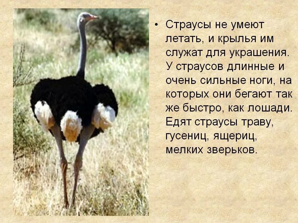 Птицы которые не летают. Сообщение о страусе. Рассказ про страуса для 1 класса. Доклад о страусе. Доклад про страусов.