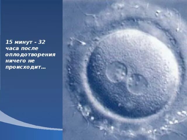Как выглядит оплодотворенная яйцеклетка. Сутки после оплодотворения. яйцеклетка после оплодотворения. оплодотворенная яйцеклетка 1 день-.