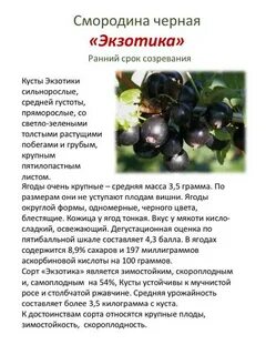 Смородина экзотика описание отзывы