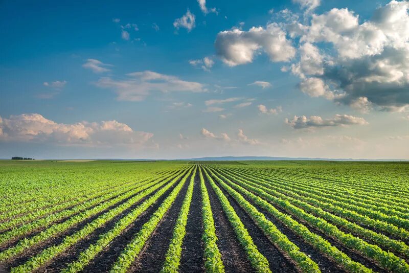 Row fields