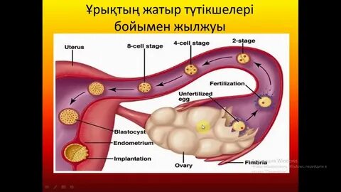 Қаралар Беркованы қалай сиқырлайды