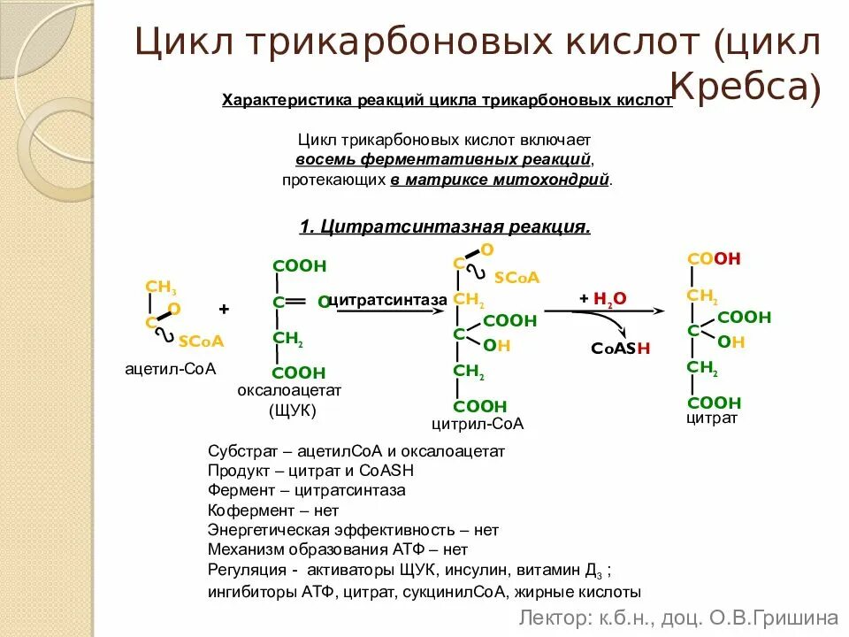 Реакции цикла трикарбоновых кислот. Активаторы ферментов цикла трикарбоновых кислот. регуляция цикла трикарбоновых кислот. изобразите принципиальную схему цикла трикарбоновых кислот. энергетический обмен цикл кребса.