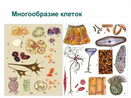 Ткани многоклеточных организмов