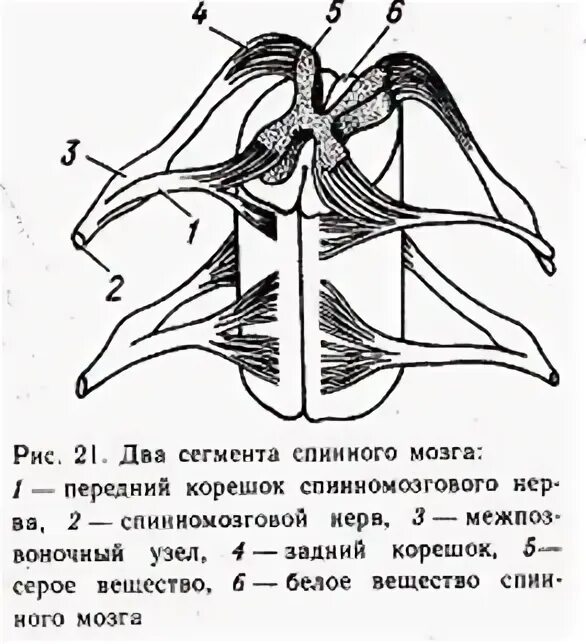 Рисунок сегмента. Структура сегмента спинного мозга рисунок. объемная схема двух сегментов спинного мозга. строение спинного мозга человека. сегмент спинного мозга анатомия.