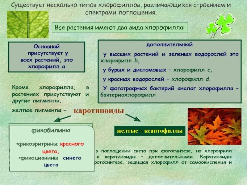 Пигменты фотосинтеза в хроматофоре. Пигменты фотосинтеза растений. Виды хлорофилла. Типы хлорофилла таблица. Типы хлорофилла у растений.