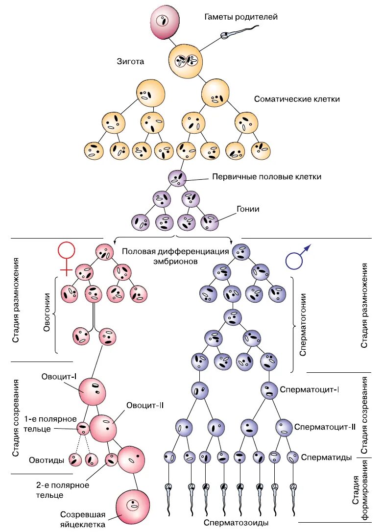 Соматическая клетка млекопитающего. Соматическая клетка набор хромосом. Соматическая клетка млекопитающего. Клонирование млекопитающих схема. Клонирование овцы долли схема.