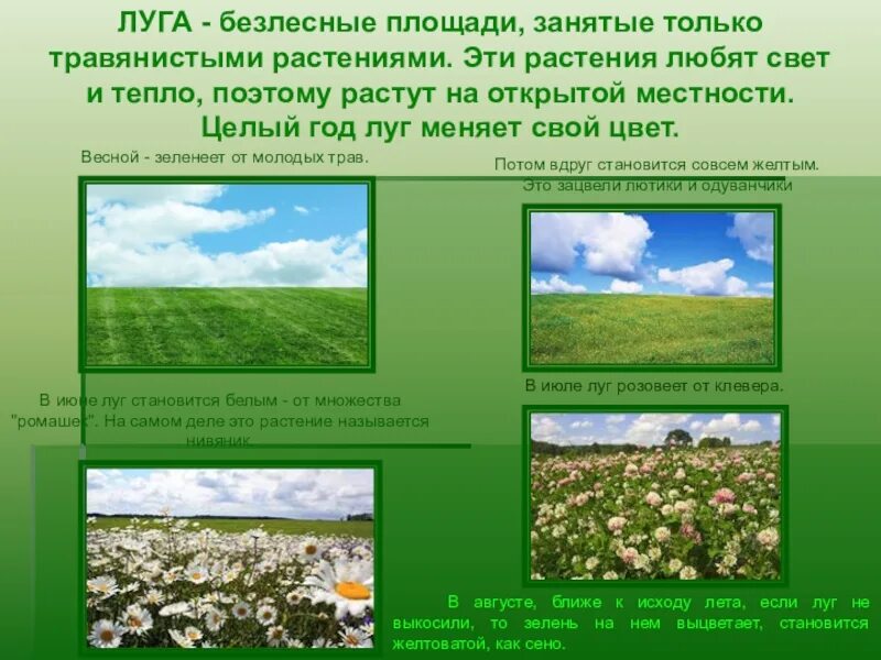 Природно территориальный комплекс луга. Природное сообщество лу. Луг окружающий мир. Характеристика природного комплекса луг. Характеристика природного комплекса луг.