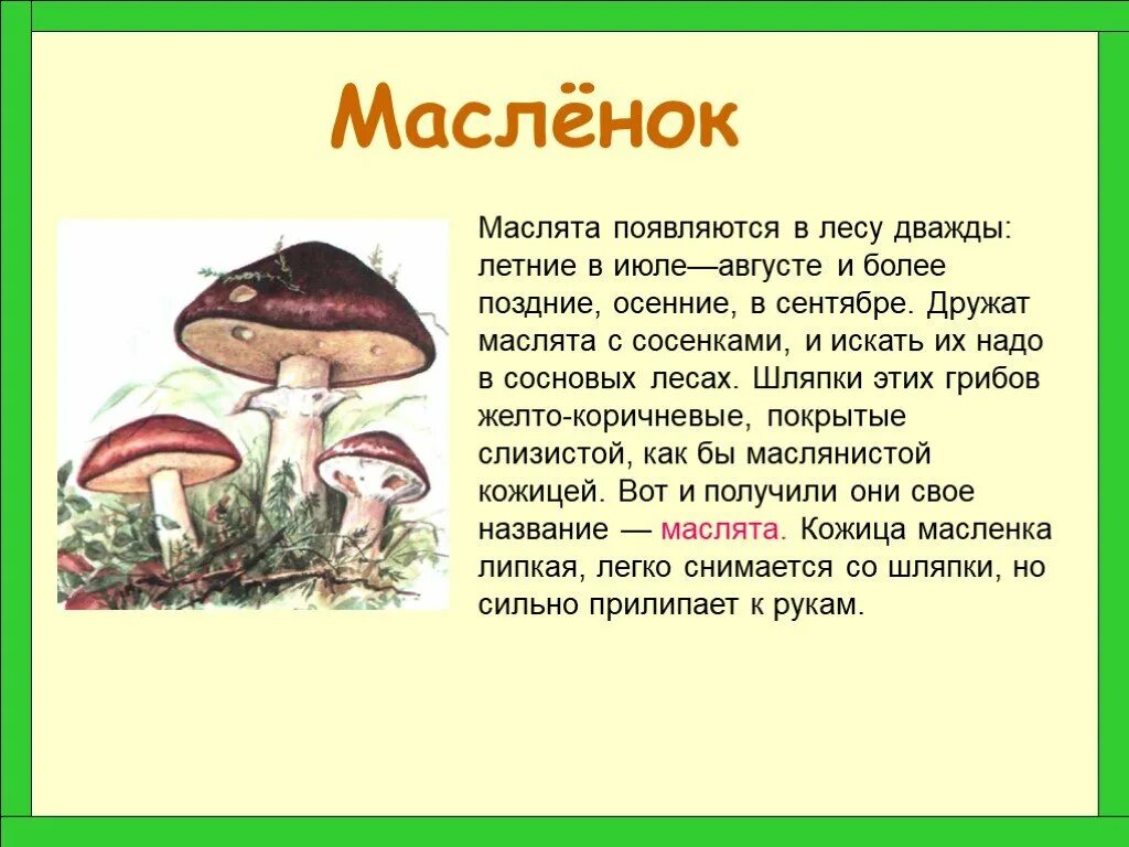 Информация про грибы. Масленок описание для детей 2 класса. Доклад про грибы. Грибы картинки с описанием. Сообщение о грибах 2 класс.