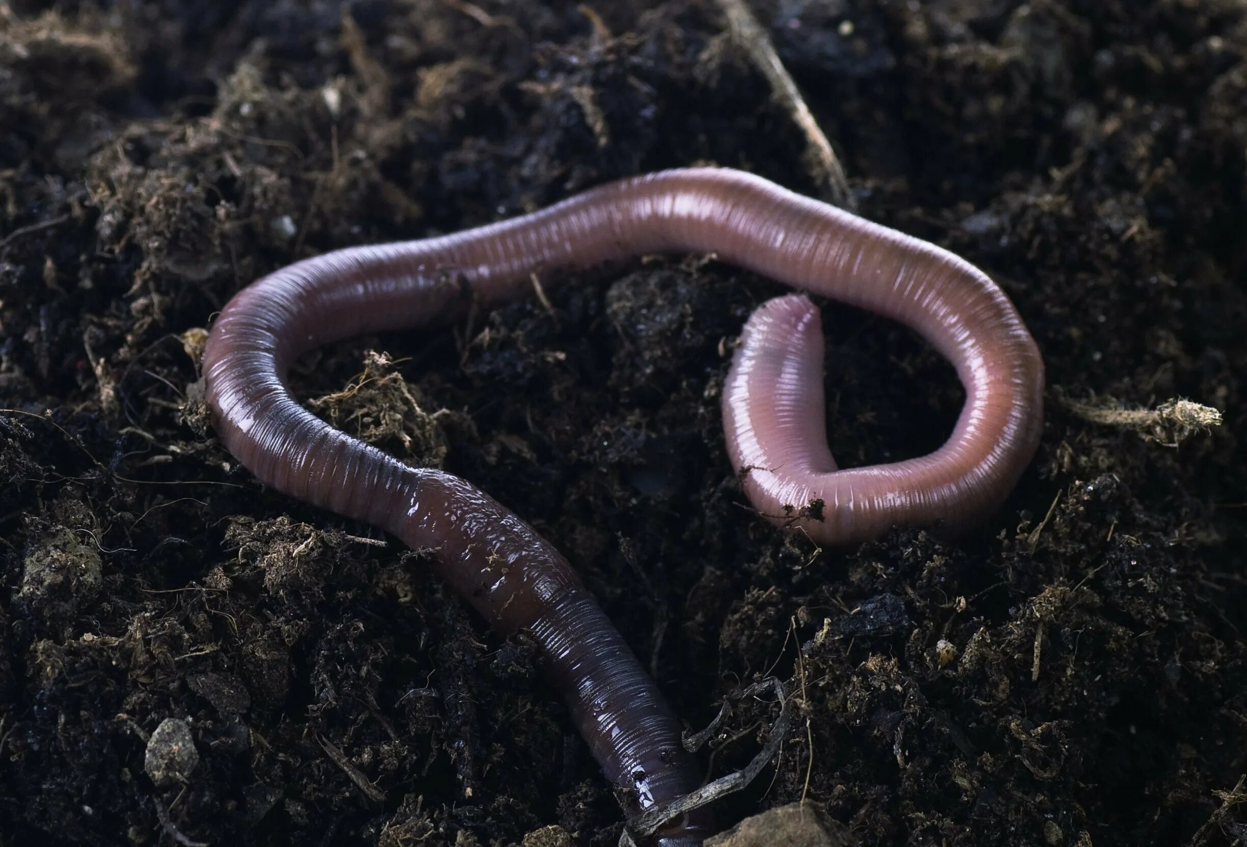 Малощетинковые дождевой червь. Малощетинковые черви (дождевой червь). Кольчатые черви Малощетинковые дождевой червь. Красный червь (Lumbricus rubellus.
