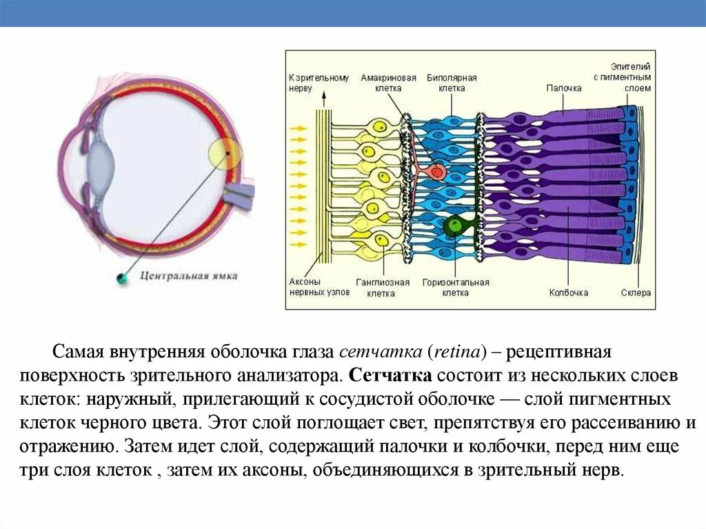 Колбочки и палочки какая оболочка глаза. Зрительный анализатор палочки и колбочки. Строение колбочки сетчатки. Строение глаза колбочки и палочки. Зрительные клетки колбочки.