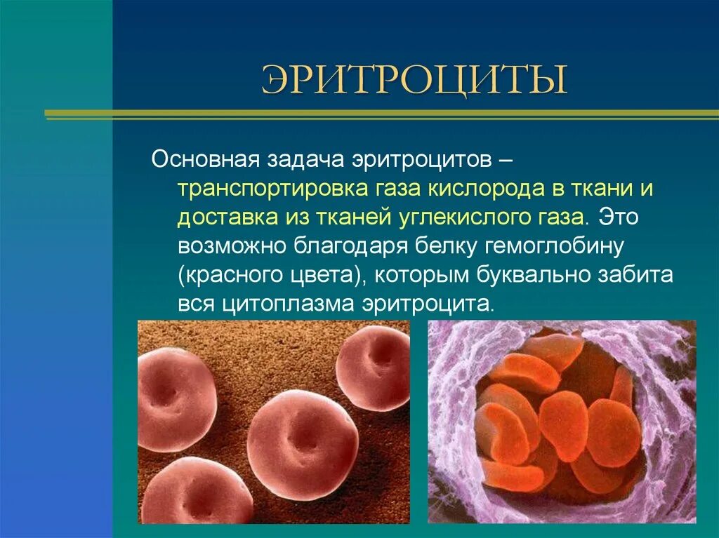 Транспорт газов эритроцитами. Эритроциты транспортируют. эритроциты соединительная ткань. цитоплазма эритроцита.