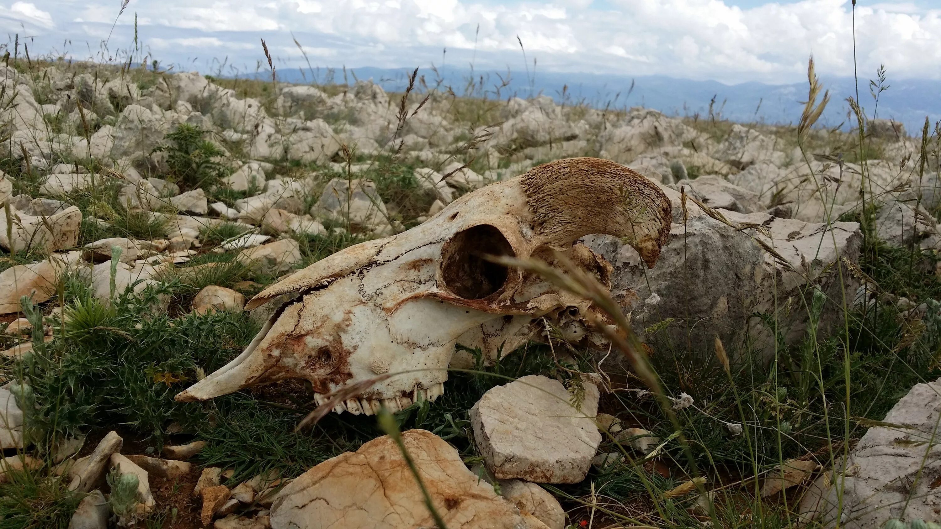 Мертвые растительные остатки погибших животных