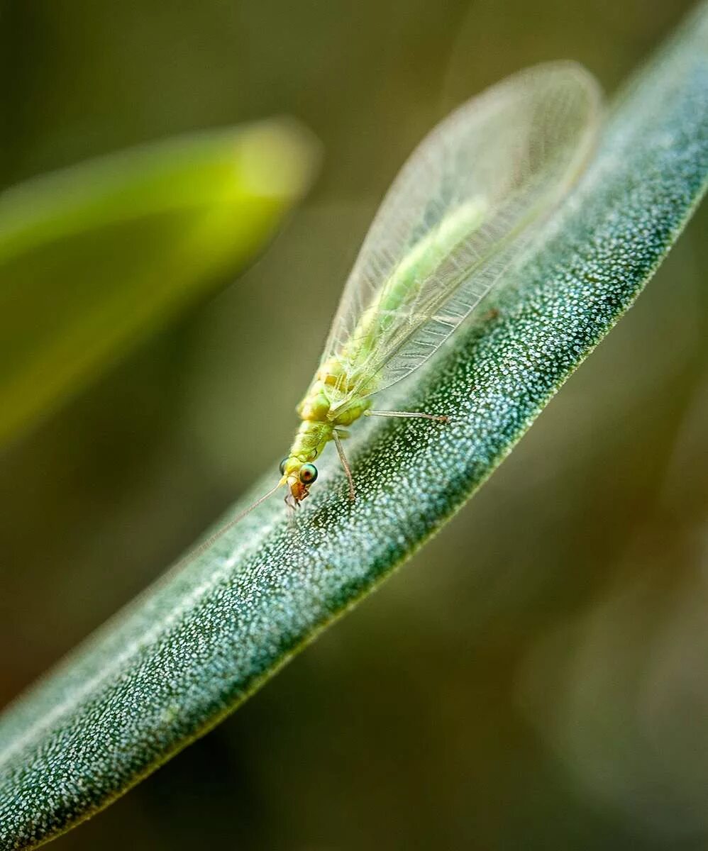 Зеленая муха тля. Chrysopidae (златоглазка). Златовласка обыкнлыенная. Златоглазка обыкновенная личинка. Зеленая златоглазка личинка.