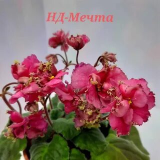 Лф коралловая мечта