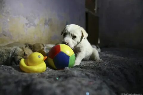 Puppy love
