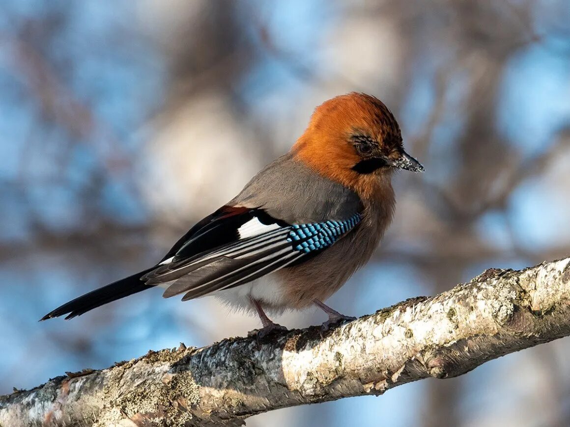 Сойка обыкновенная garrulus glandarius. Сойка Сибирская. Сойка в тайге. Птица Сойка Крымская.