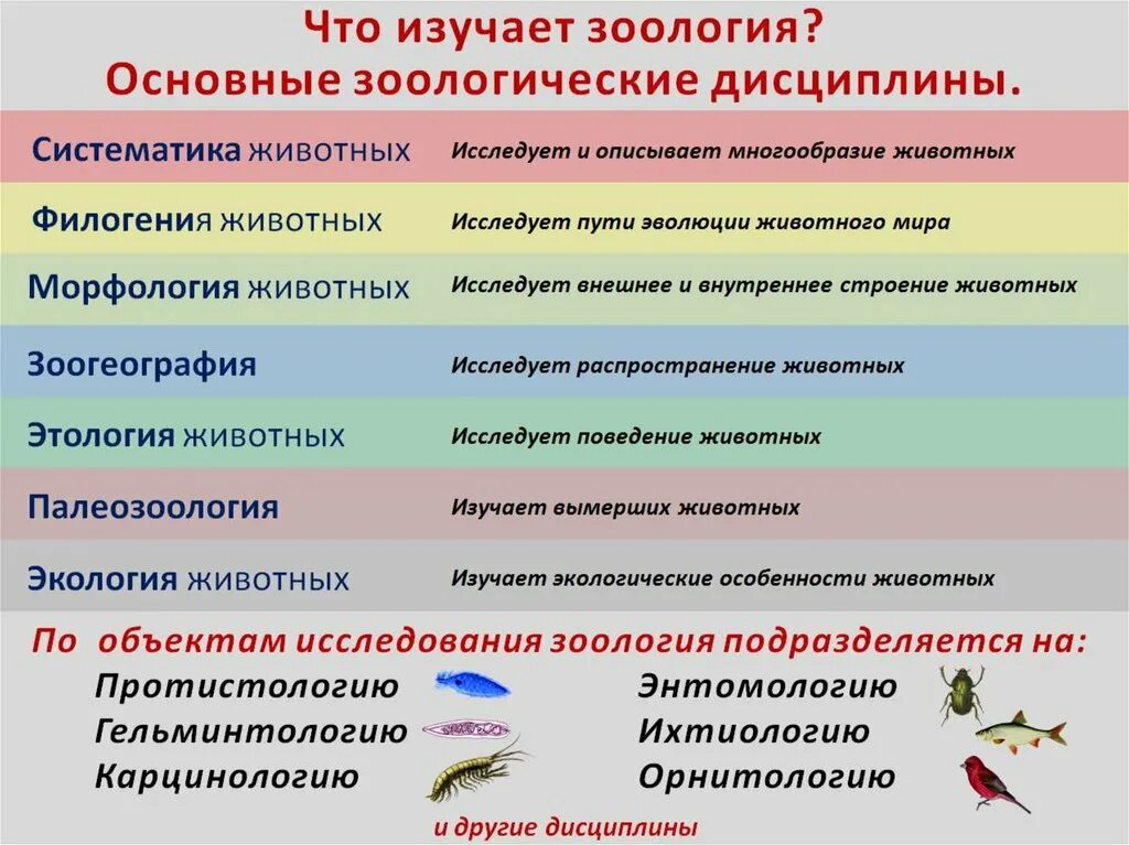 Науки изучающие виды животных. Название наук о животных. название наук изучающих животных. науки которые изучают животных. разделы биологии зоология.