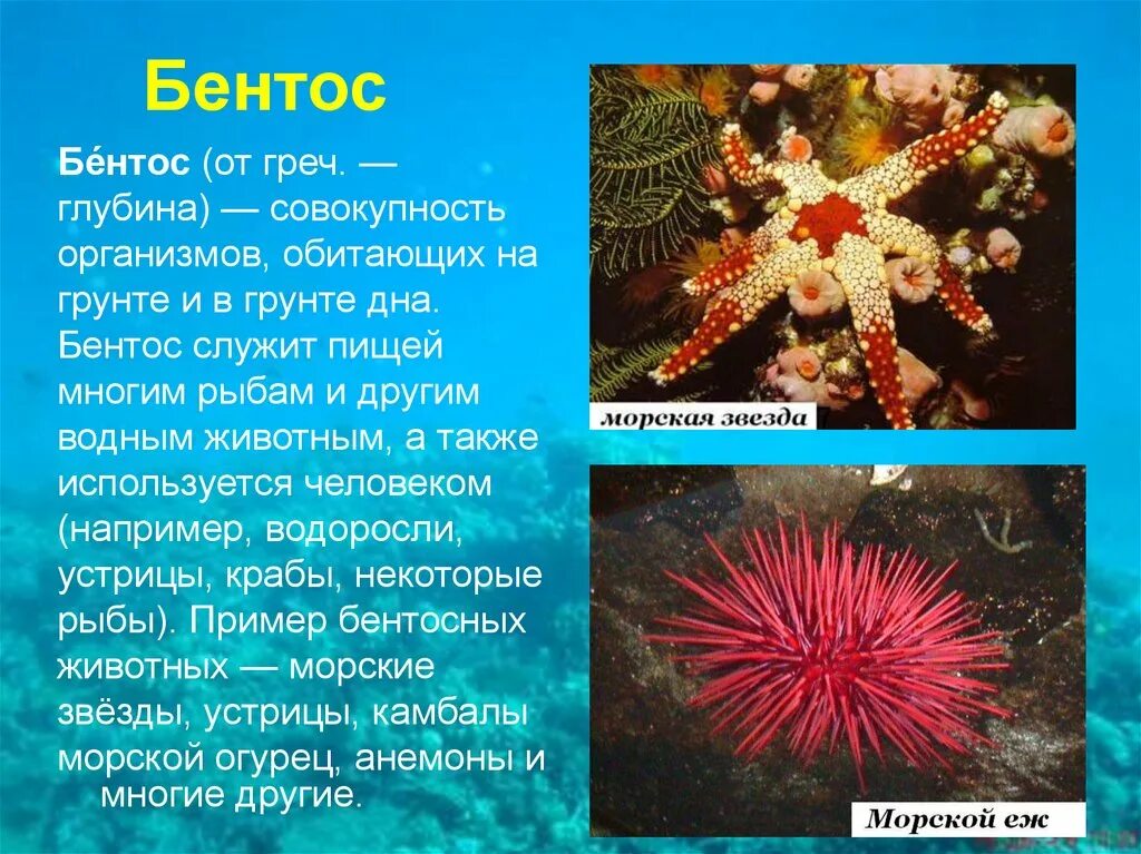 Что такое планктон 5 класс. Диатомеи бентос. Планктон Нектон бентос. Морской бентос свободноживущие. Представители бентоса.