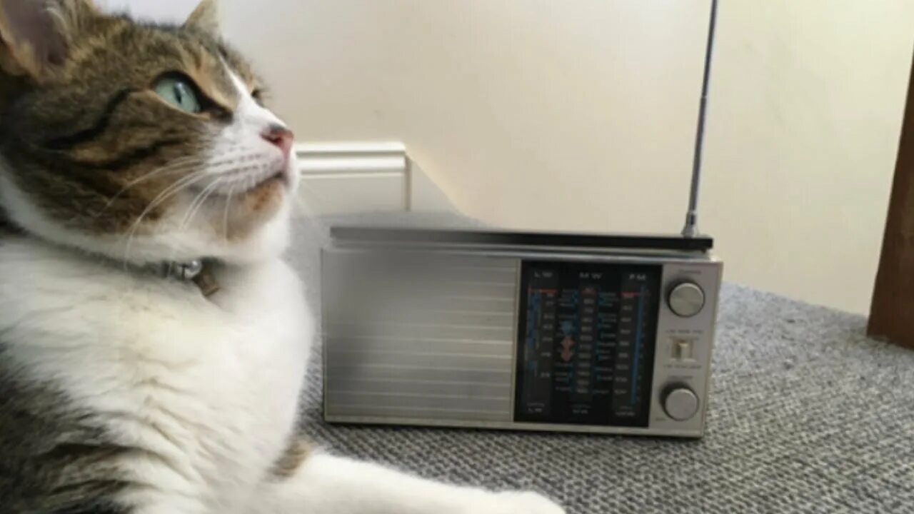 Кошачий мяу звуки. Включи видео звука кошек. Кошка мяукает звук для кота. Включи видео звука кошек. Включи этот звук своему коту.