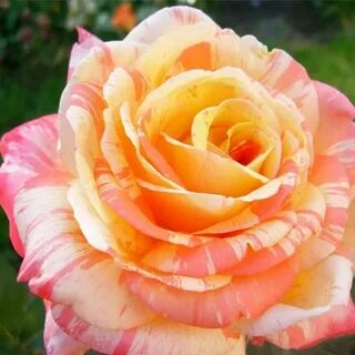 Marvels rose