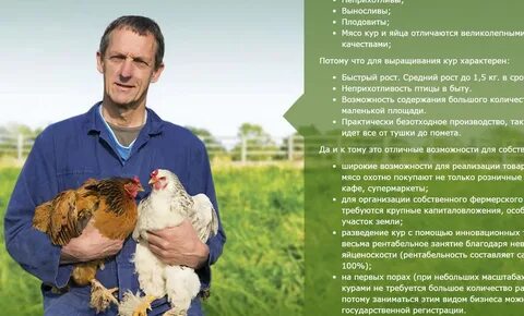 Кура бизнес