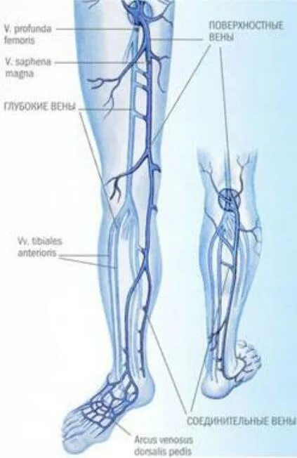 Тромбоз бпв. Большая подкожная Вена нижней конечности. Подкожная Вена нижней конечности анатомия. Суральная Вена нижних конечностей анатомия. Большая подкожная Вена ноги (Vena saphena Magna).