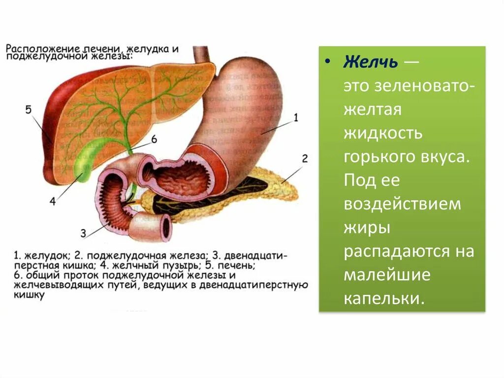 12 Перстная кишка печень и поджелудочная. 12 Перстная кишка печень поджелудочная железа. Печень двенадцатиперстная кишка поджелудочная железа рисунок. Строение 12 перстной кишки и поджелудочной железы.