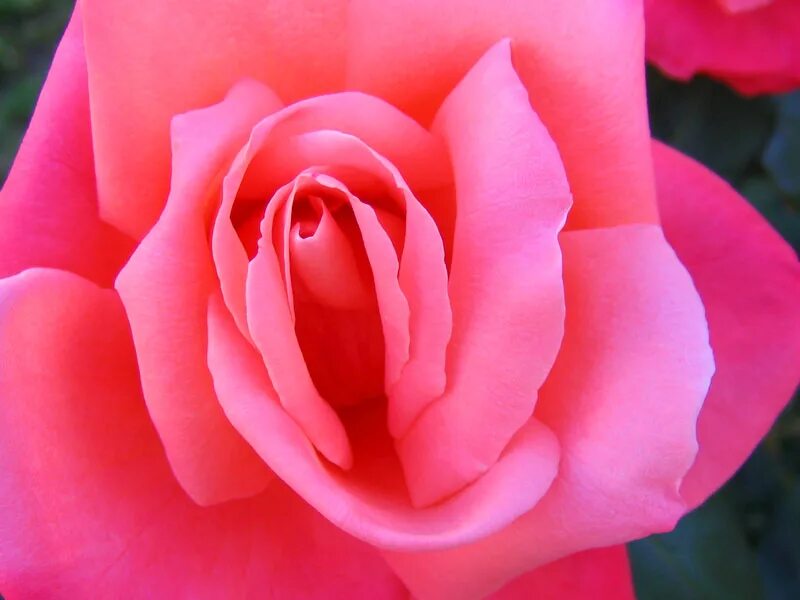 Половые розочки. Красивые женские бутоны. Женские половые розы. Розы похожие на женские органы. Цветок похожий на женские органы.