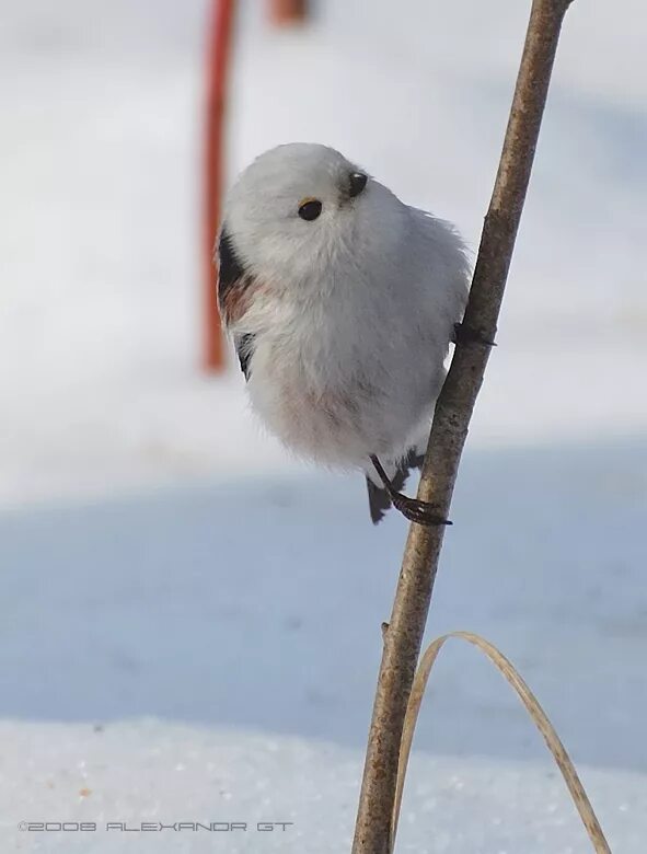 Синичка ополовник. Ополовник птица. Маленькая белая птичка. Маленькие белые птички зимой.