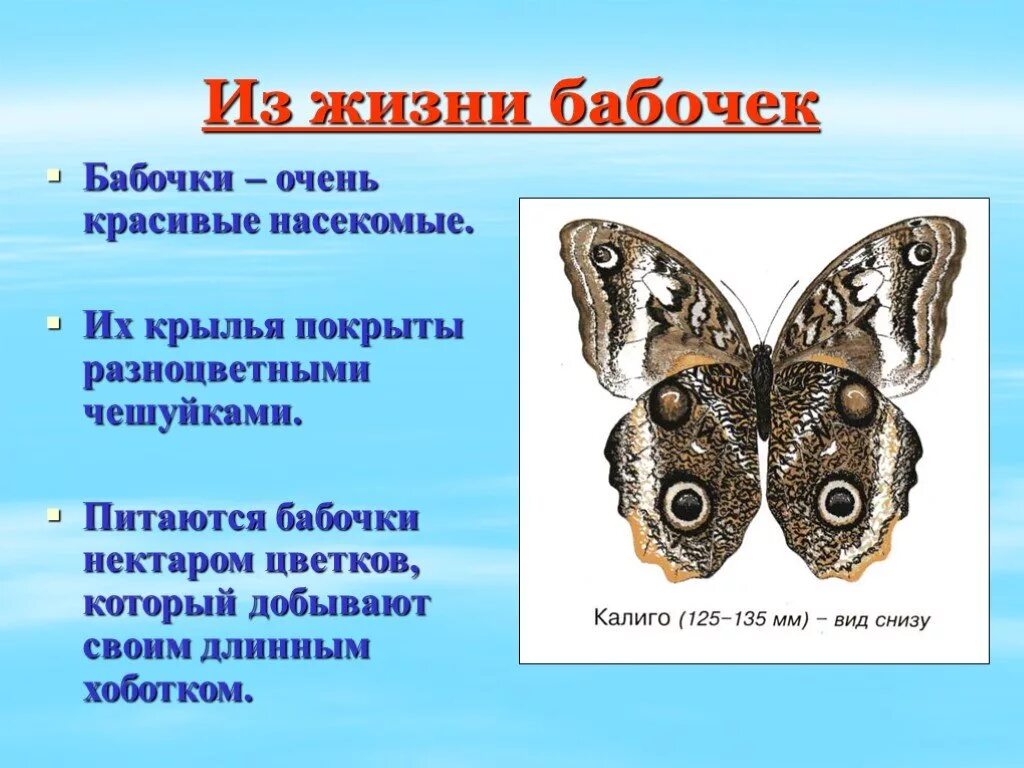 Рассказ о бабочке. Сведения о бабочках. Сообщение о бабочке. Интересная информация о бабочках.