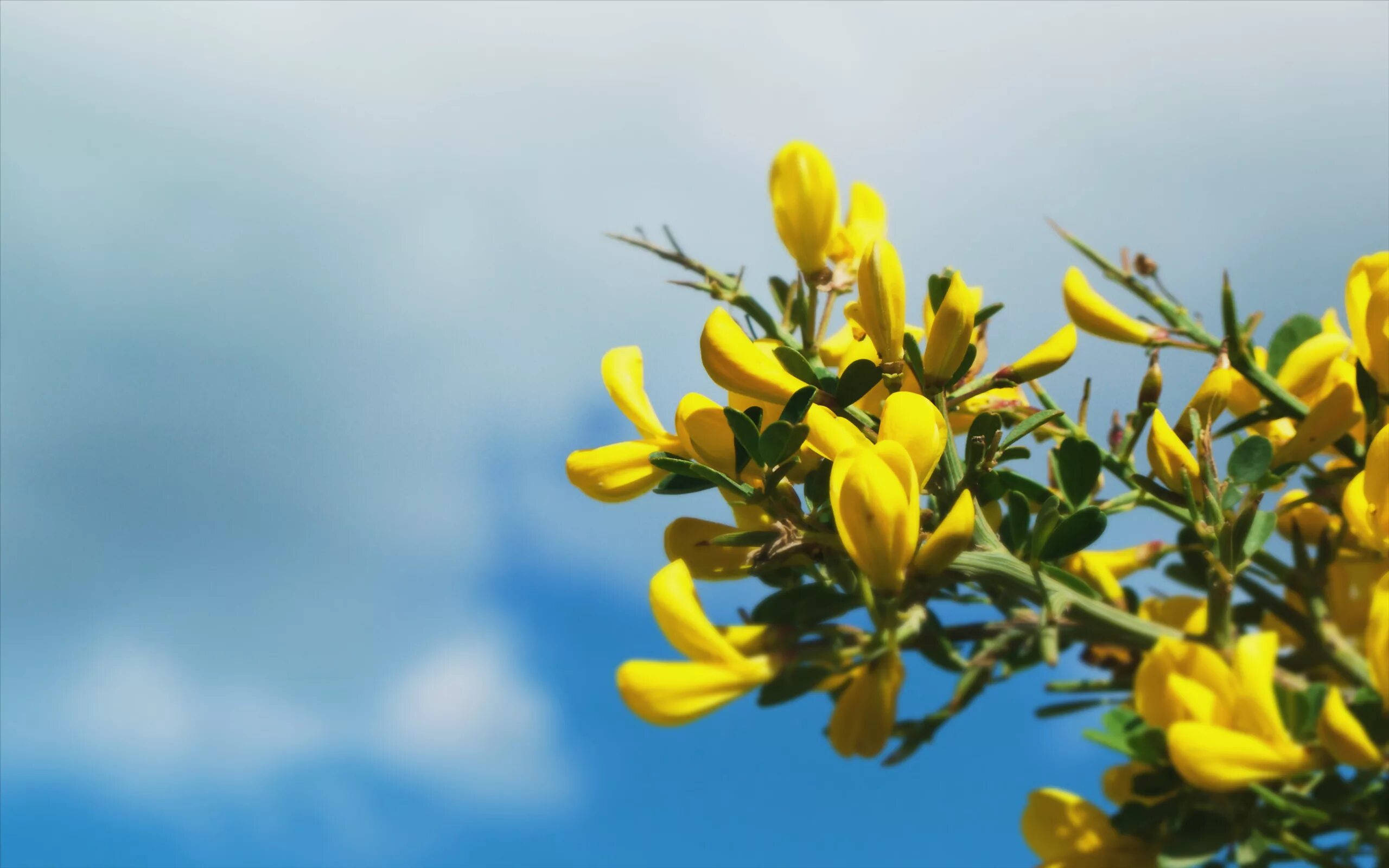 Желтый дрок растение. Форзиция ветка. Акация желтая дерево. Мимоза растение. Желтые цветочки весной.