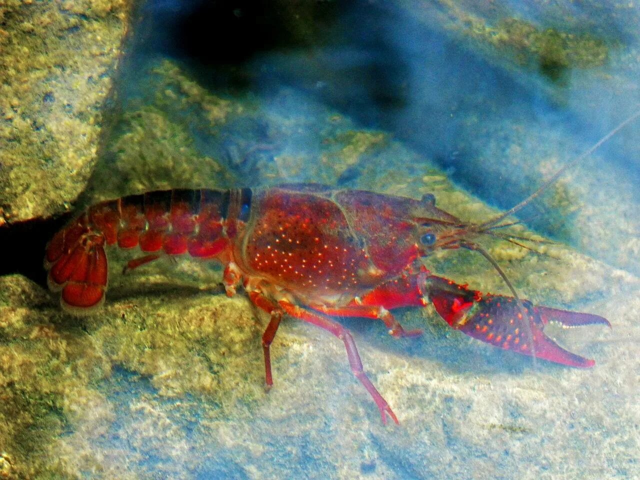 Рыба раковых. Ракообразные. морские ракообразные. ракообразные рыбы. ракообразные и рыба в море.