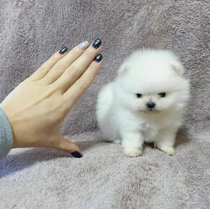 померанский шпиц мини. померанский шпиц боо. померанский шпиц медвежонок. микро померанский шпиц белый. супер мини шпиц микро.