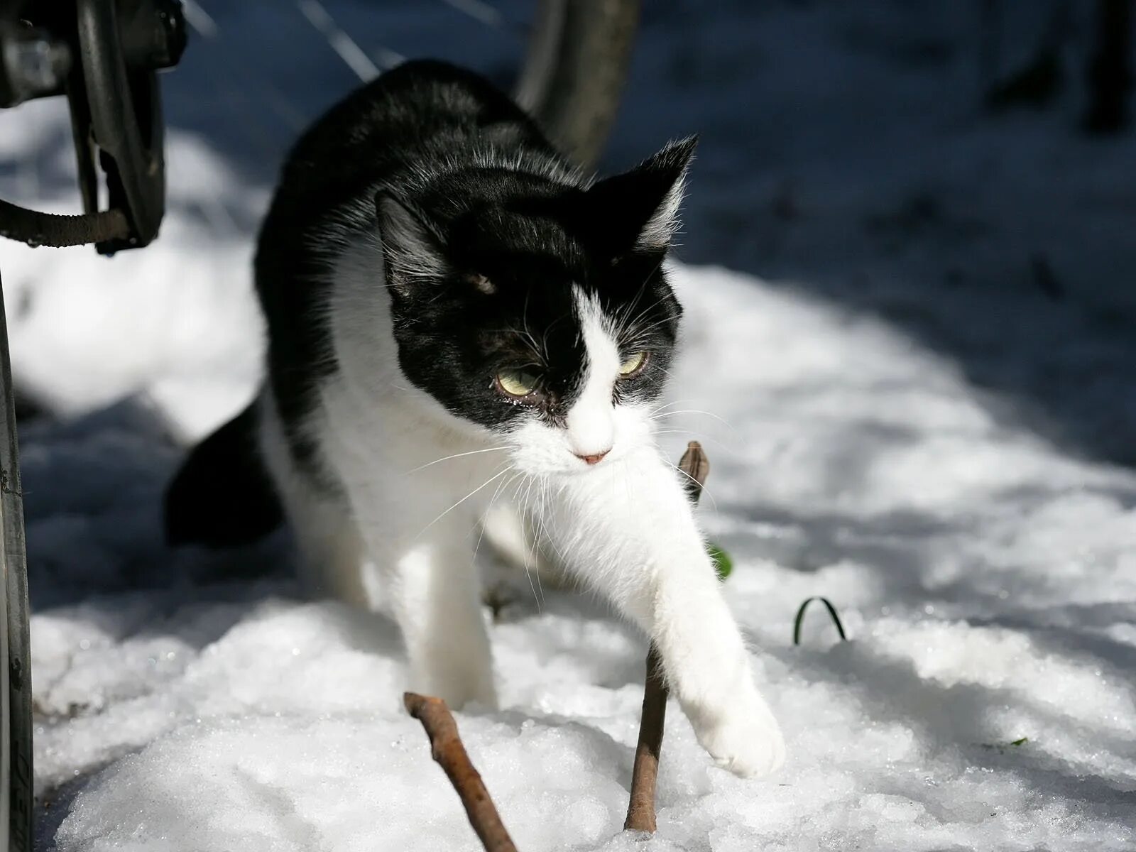 Зимние котики. Котенок в снегу. Белая кошка на снегу. Кошки черно белые в снегу.