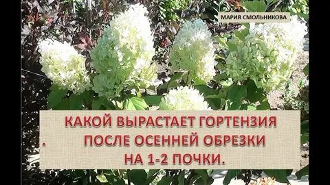 Почки гортензии метельчатой