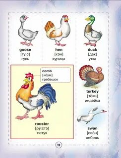 Как переводится chicken