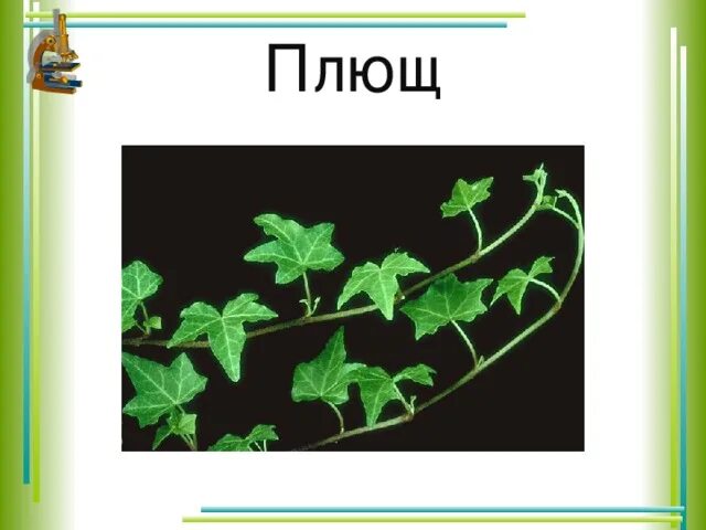 На рисунке изображены лист плюща. На рисунке изображены лист плюща