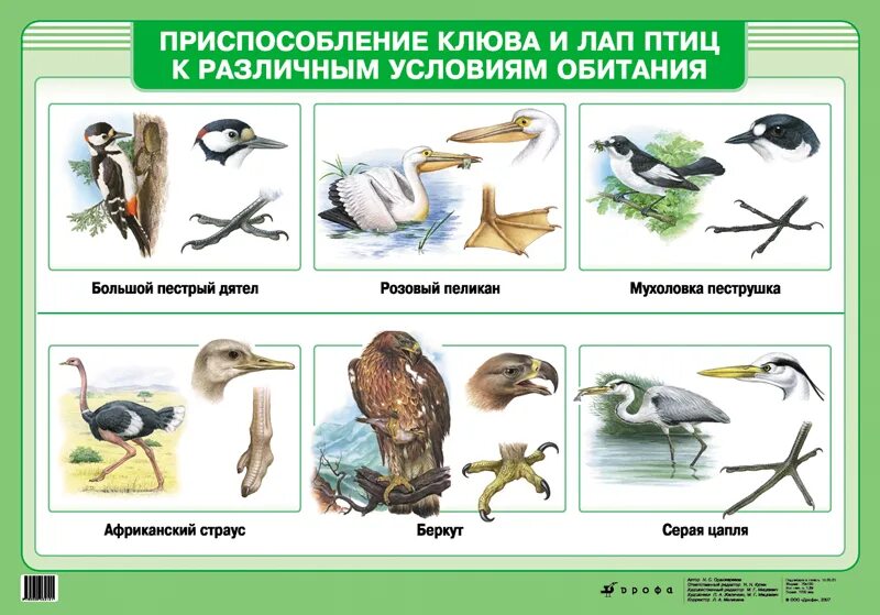 Три группы птиц по характеру сезонных переселений