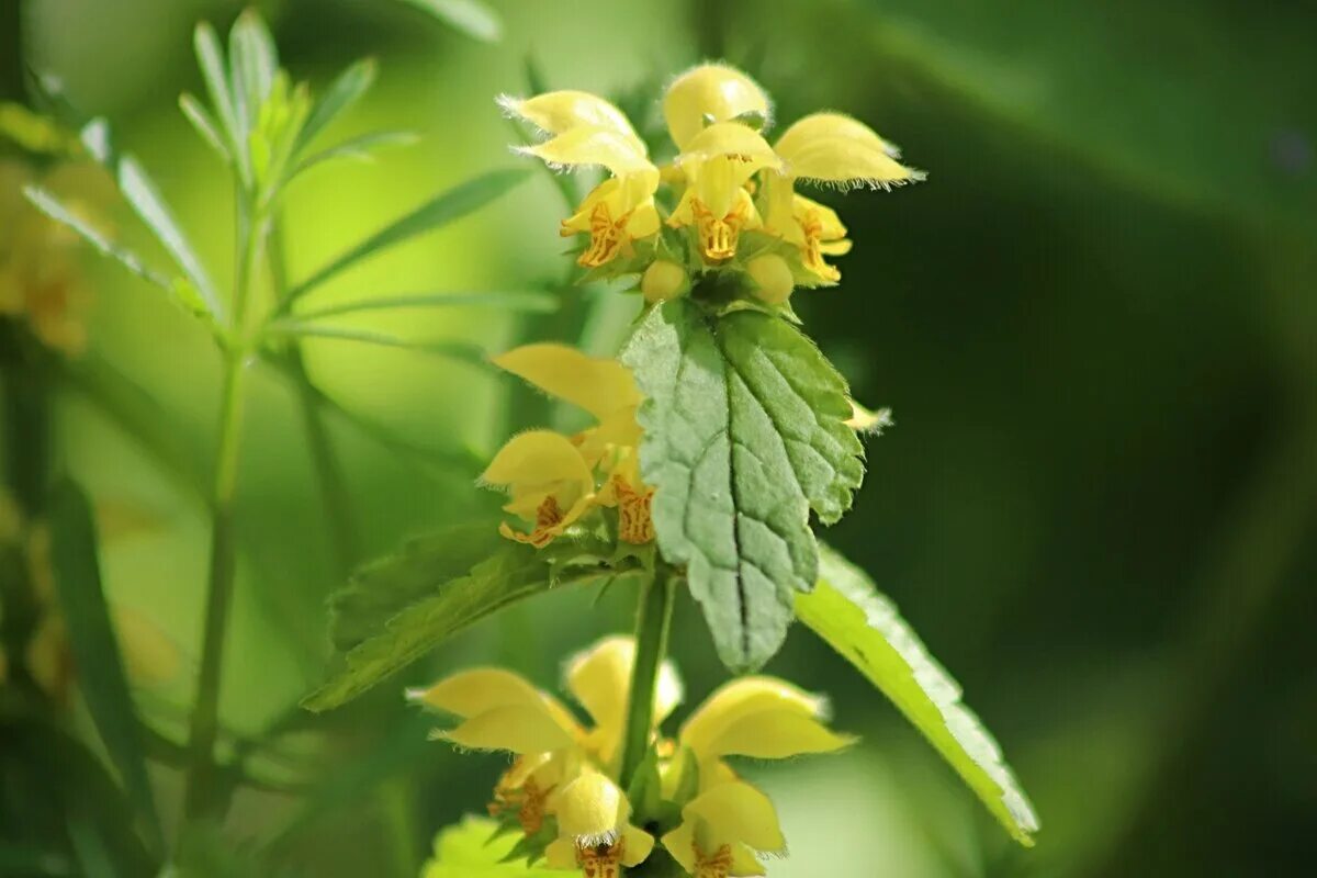 Крапива соцветие. Яснотка зеленчуковая флорентинум. lamium galeobdolon. галеобдолон желтый. соцветие крапивы.