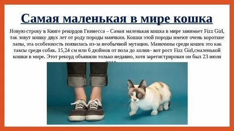 Какой самый короткий