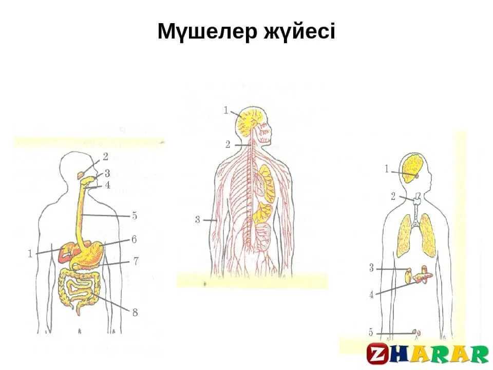 Модо 4 сынып қазақша жаратылыстану. Координация және реттелу. Вестфал системасы. Т жүйесі. Пиза тест биологиядан.