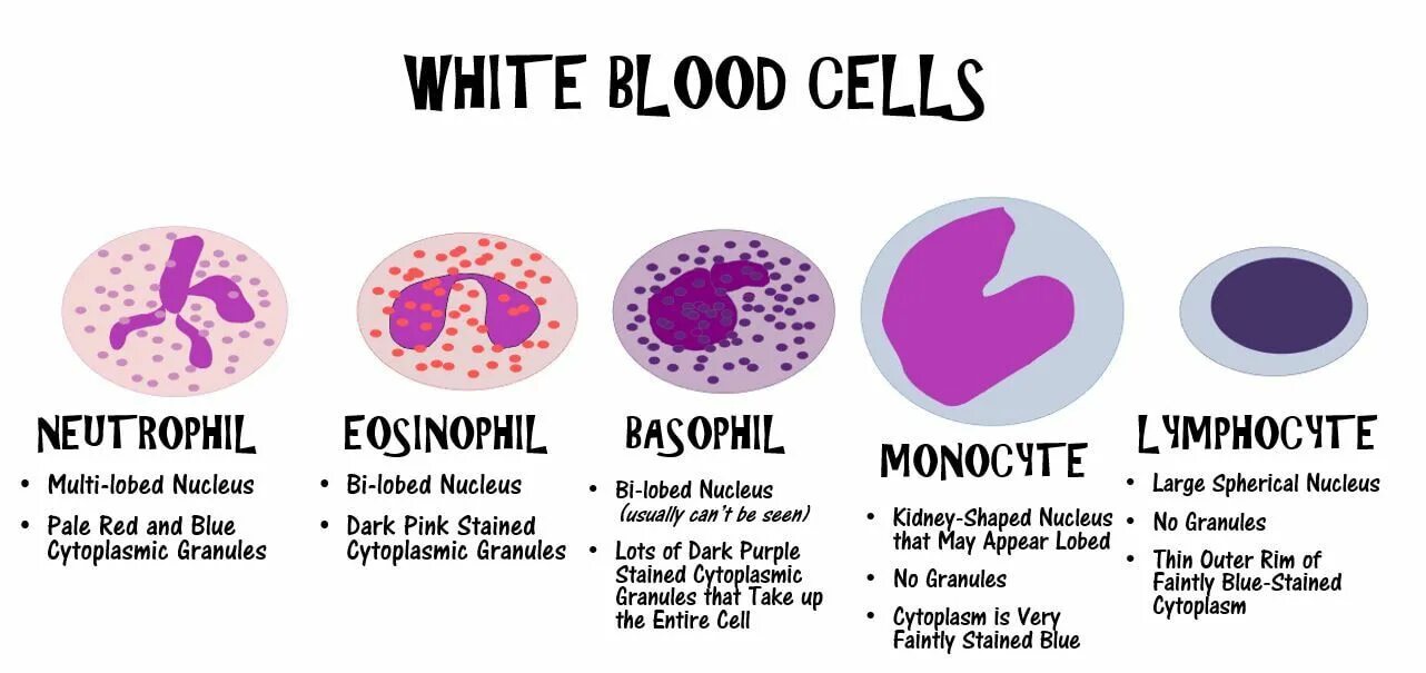WBC (White Blood Cell. The function of White Blood Cells. White Blood Cells Cells. Blood Cells and their functions.