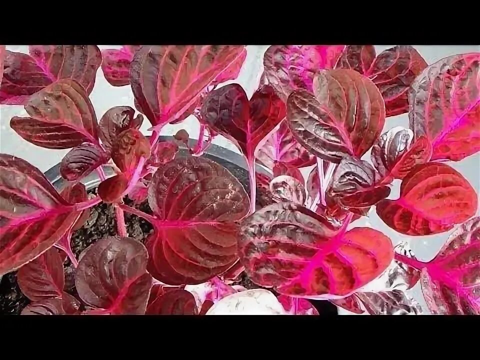 Ирезине Растения, Бегония, Цветение