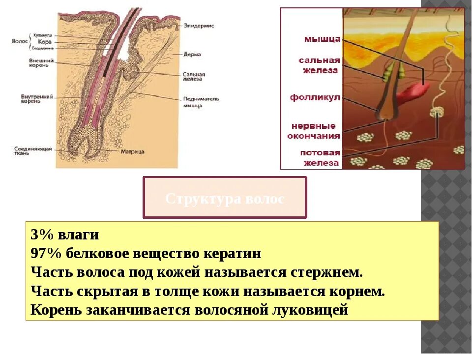 Строение волоса кортекс и кутикула. Структура волос кортекс кутикула медула. Структуры волокон кортекса волоса. Структура волоса кератин. Из чего состоит кератин.