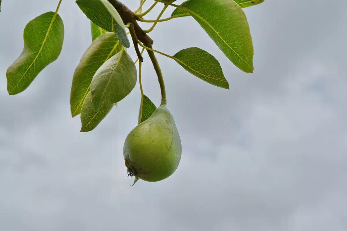 Free picture: blue sky, branch, fruit, fruit tree, orchard, pear, leaf, nature, 