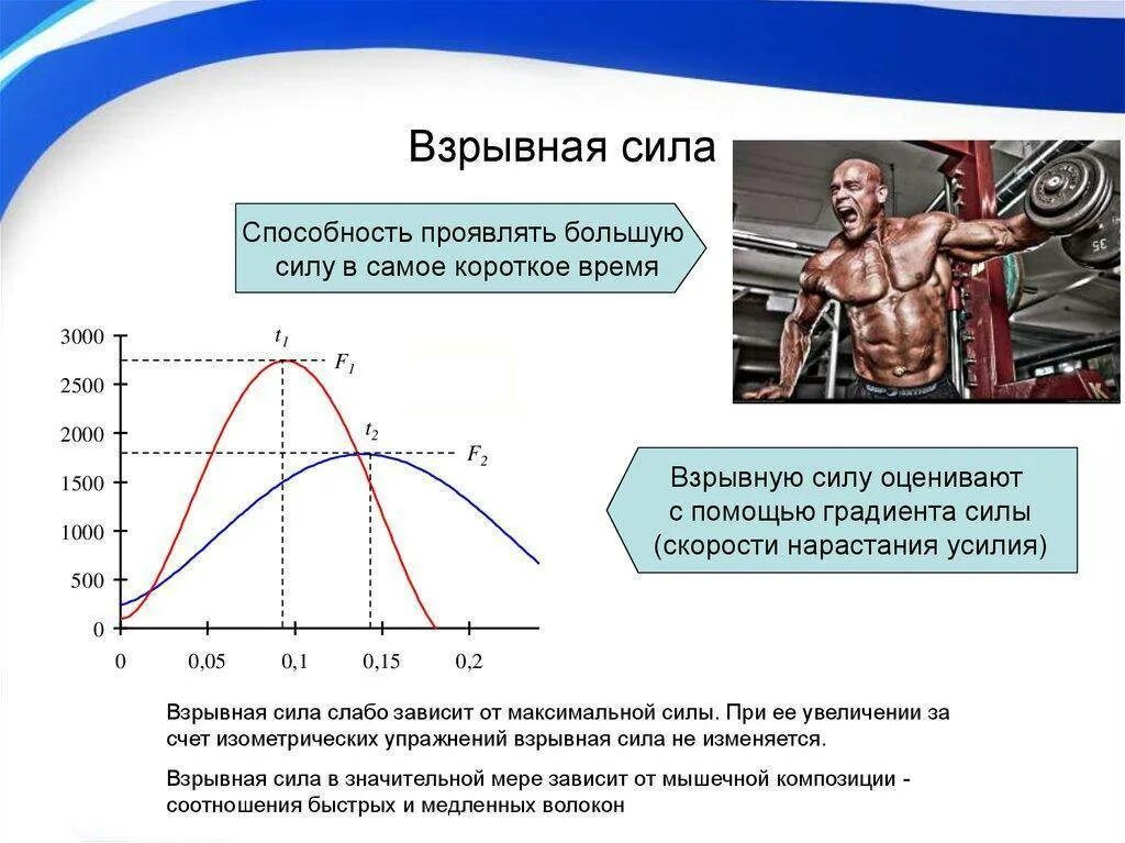 Мощность мышечной работы